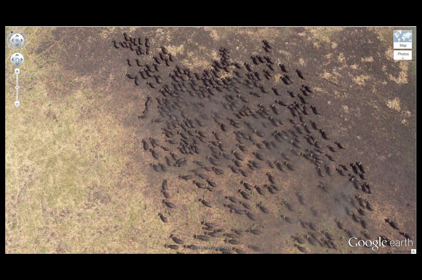 Buffalo sürüsü, Tanzanya