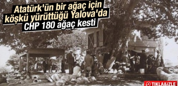 Atatürk Yalova’daki ağacın kesilmesini emretmişti